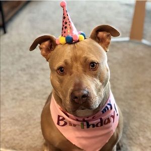 NWOT Pooch First Birthday